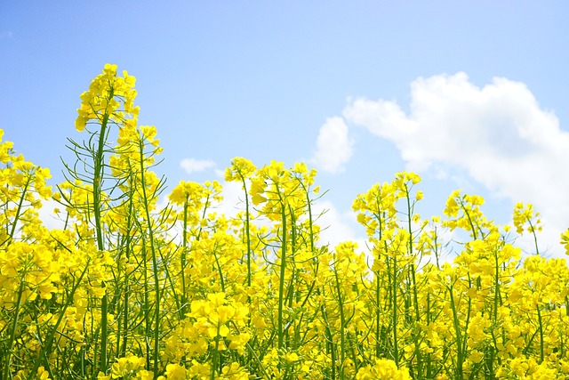 菜の花畑