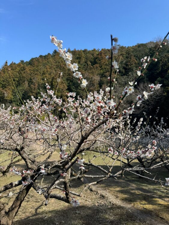 越生梅林へドライブ！
